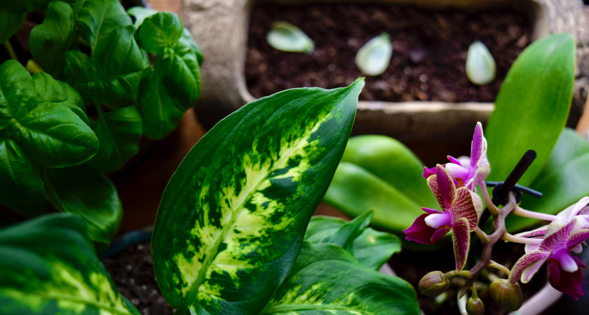 Немедленно уберите этот комнатный цветок из квартиры: притягивает несчастья несмотря на приметы