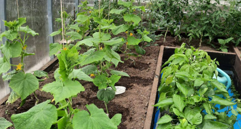 "Кормлю" огурцы содой, и уже второй год собираю по 13 кг плодов с каждого куста