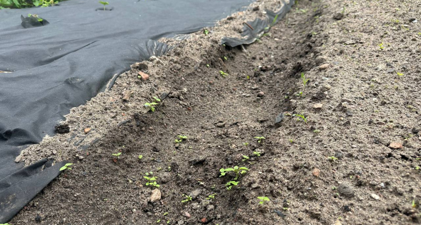 200 мл на ведро — и сорняки как ветром сдуло: решаем вековую проблему за 10 минут