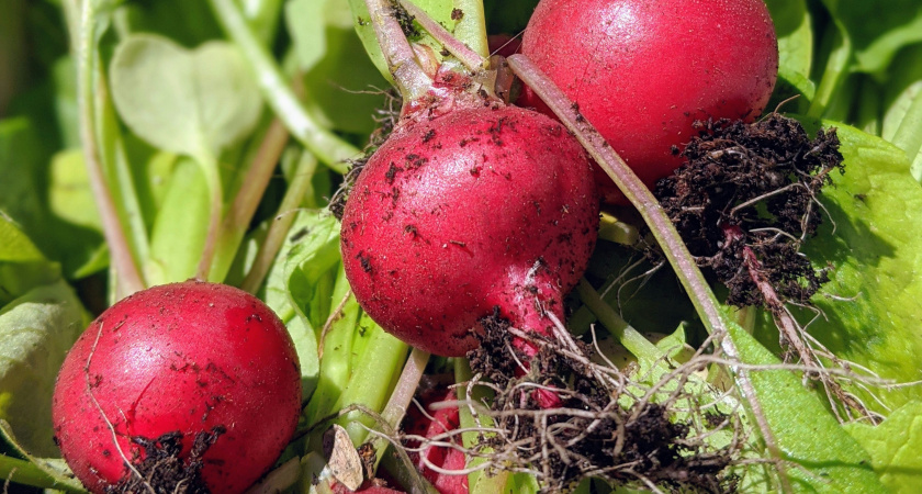 5 ложек на ведро — и редис попрет как на дрожжах: вырастет крупным и сладким — мощный эликсир