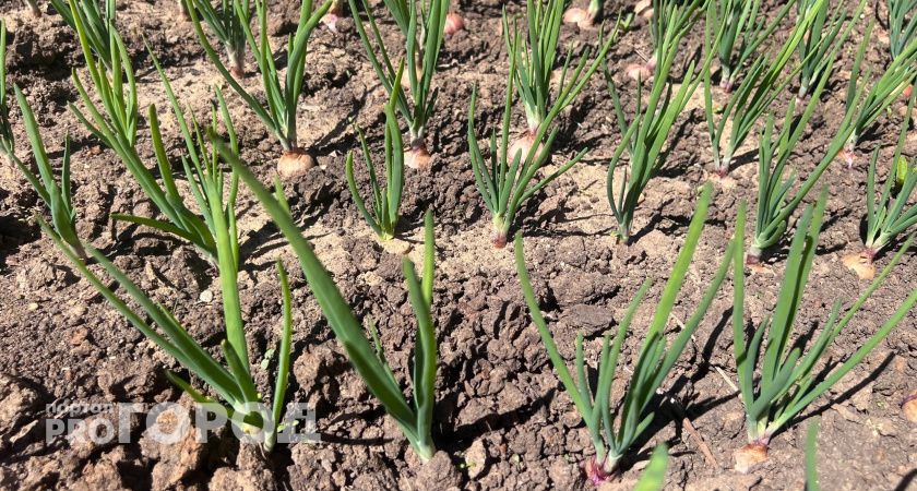 Юные агрономы из Вологодской области радуют своим первым урожаем