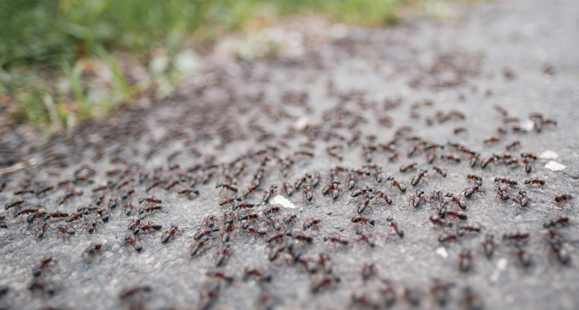 Смертельно для вредителей – безопасно для людей: 1 обработка – и муравьи обходят участок за версту