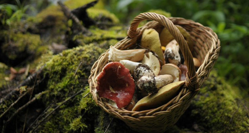 Что жарить первым: грибы или лук - запомните это раз и навсегда