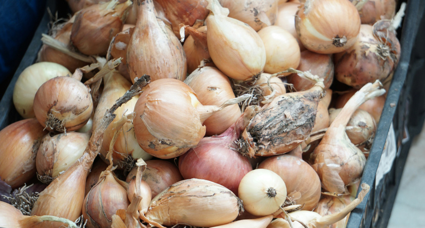 В июле готовлю лук к уборке: делаю простой трюк с помощью обычной вилки — вызревает за неделю, а хранится вплоть до мая