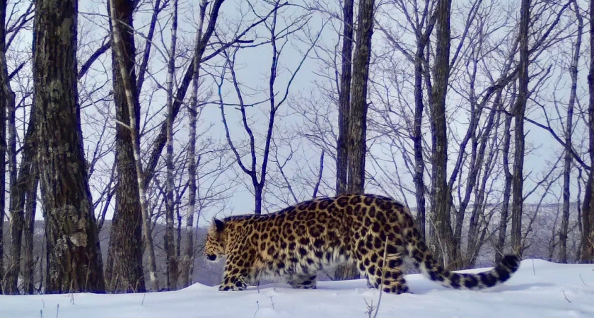 ВТБ ищет имя для котёнка леопарда