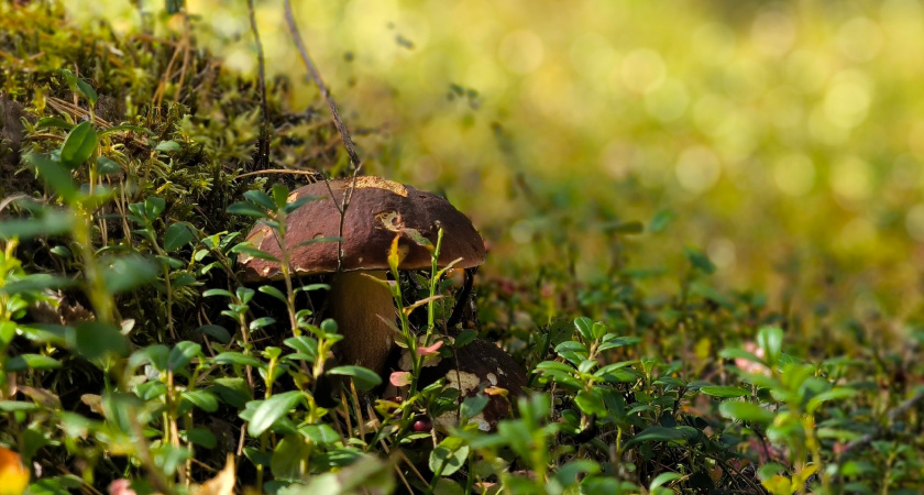74-летний грибник чудом выбрался из леса в Вологодской области