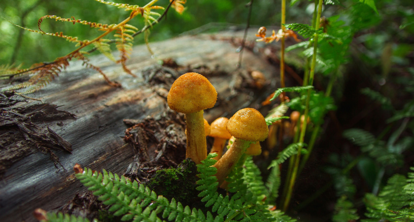 Невероятный гриб со вкусом лобстера: за ним охотятся только искушенные грибники и истинные гурманы