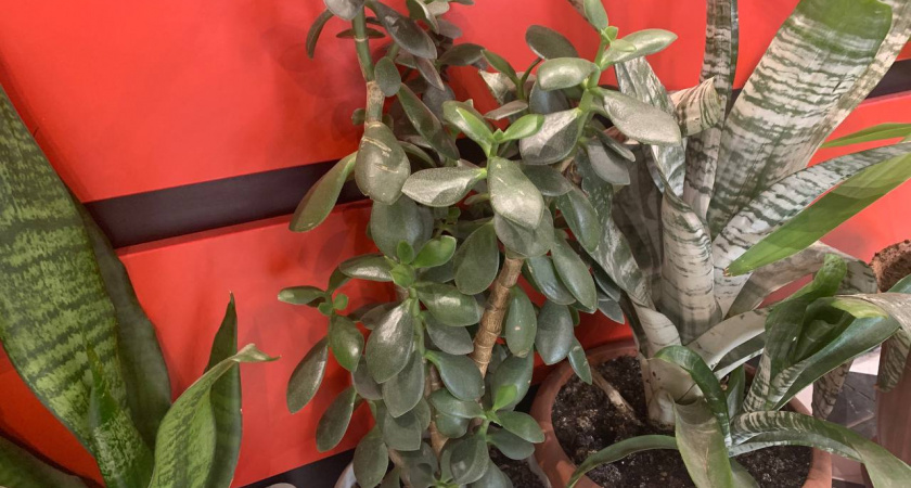 Для запуска цветения толстянке — важно: 2 г в воду — и крассула выпустит десятки сочных листьев и облако цветов