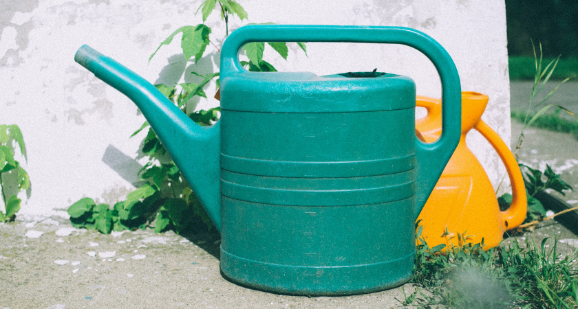 Озвучено худшее время суток для полива: растения только гибнут, а вы лишь зря переводите воду