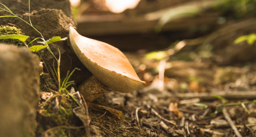 Срывать, срезать или выкручивать: как собирать грибы, чтобы в следующем сезоне в том же месте было еще больше