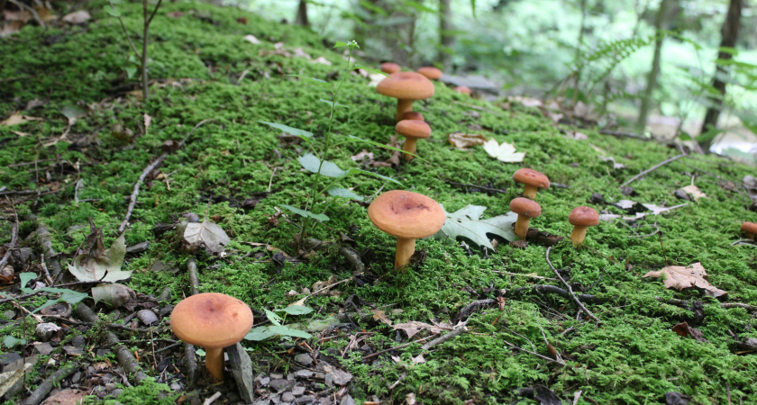 Грибников будут отлавливать и штрафовать: это суровое правило начинает действовать в июле