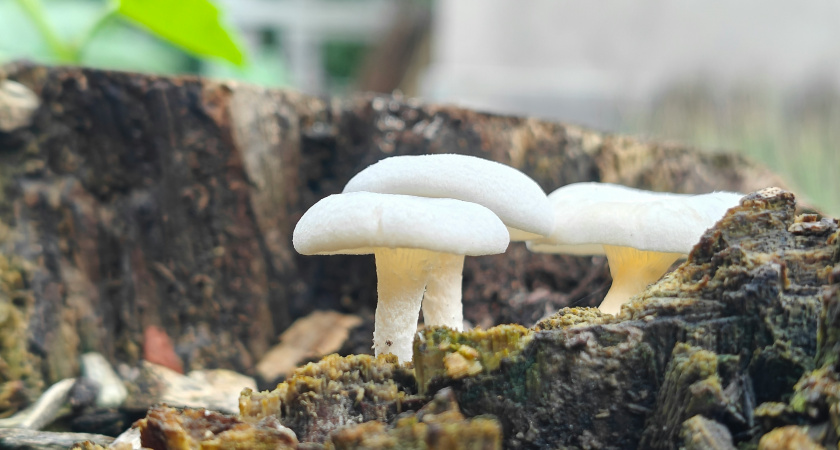 Родственник рыжика - плотный, вкусный и мясистый: грибники его не собирают, а зря!