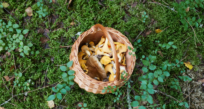Не шампиньоны и не лисички: назван самый полезный гриб для человека