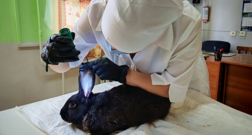 В Вологодской области завершилась серия демонстрационных экзаменов для студентов колледжей и техникумов