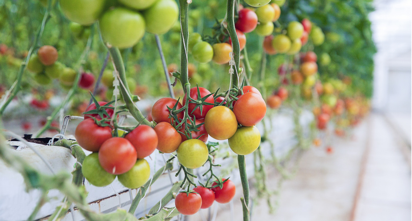 Отрываем листья у томатов именно так – обязательно: получаем урожай быстрее и больше, чем у соседей – совет агронома