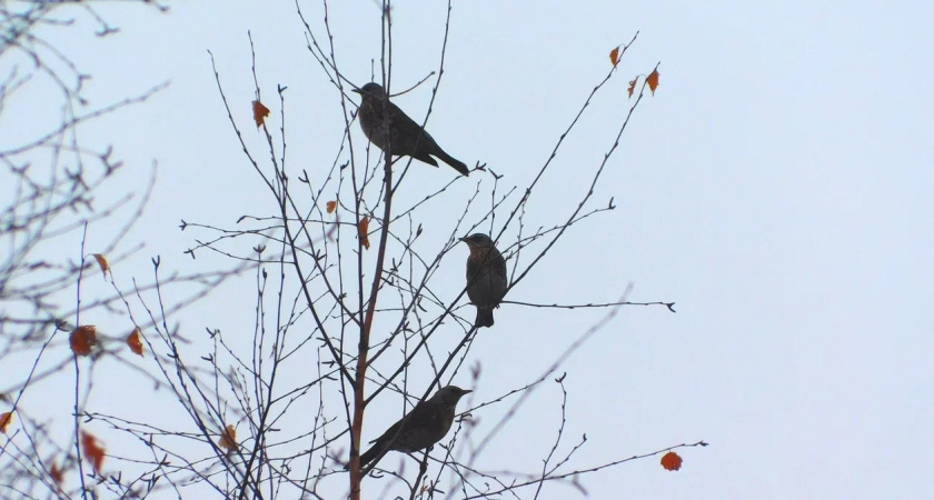 Начался сезон охоты на пернатую дичь в Вологодской области