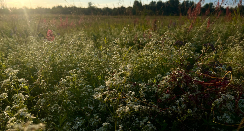 Нацпроект «Экологическое благополучие» продвигает эко-туризм в Вологодской области
