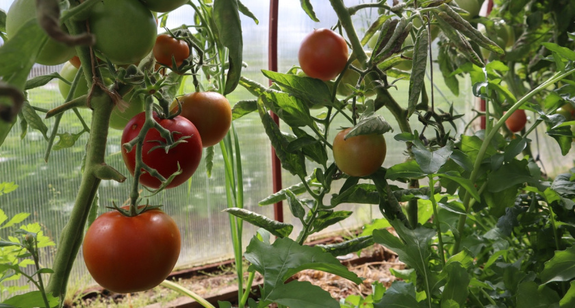 В Вологодской области пройдёт финал Всероссийского конкурса среди овощеводов