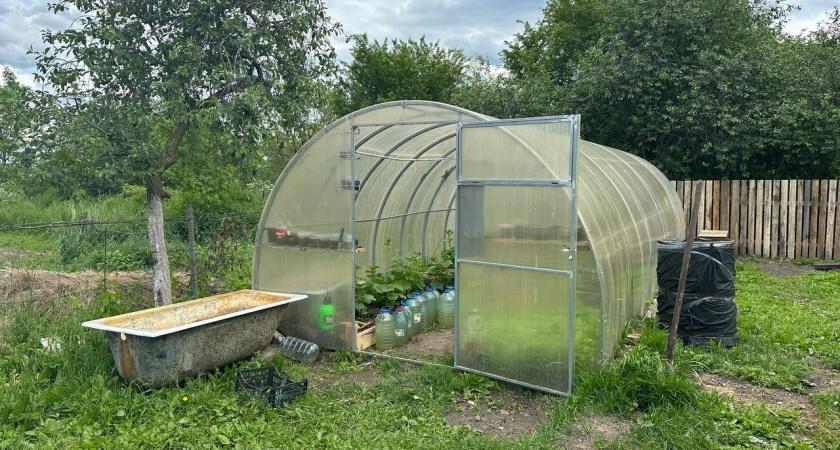 Осенью вместо горчицы сею этот супер сидерат - проволочника и фитофтору уничтожает вмиг: после картошки и томатов идеально