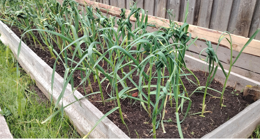Как не угробить урожай чеснока: вот что я делаю после удаления стрелок — советы опытных огородников