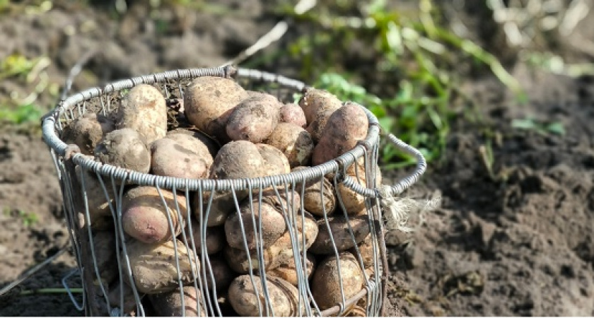 Делюсь секретом, чем каждую осень удобряю землю под посадку картофеля, чтобы собирать урожай тоннами