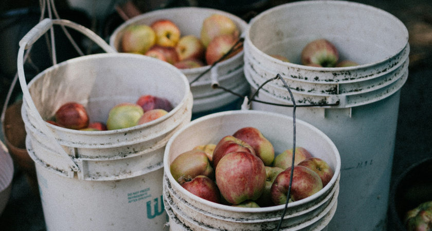 Никогда и никому не отдавайте остатки овощей со своего огорода, лучше выбросите. Вот почему нельзя отдавать