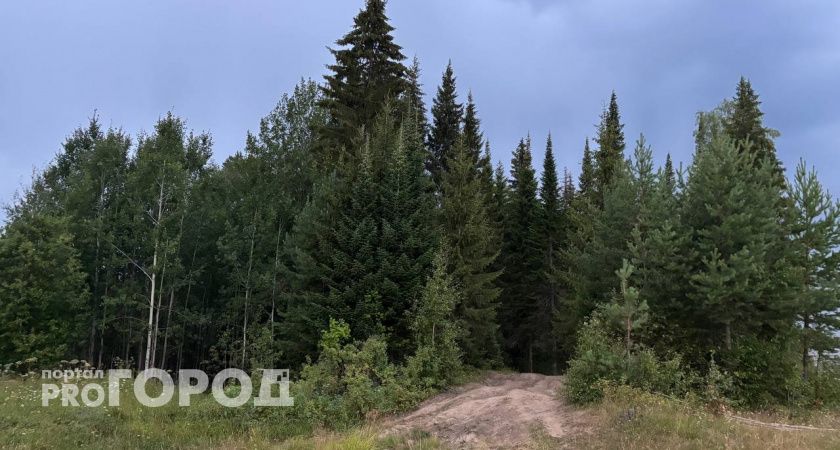 В Вологодской области потерявшихся в лесу нашли спасатели