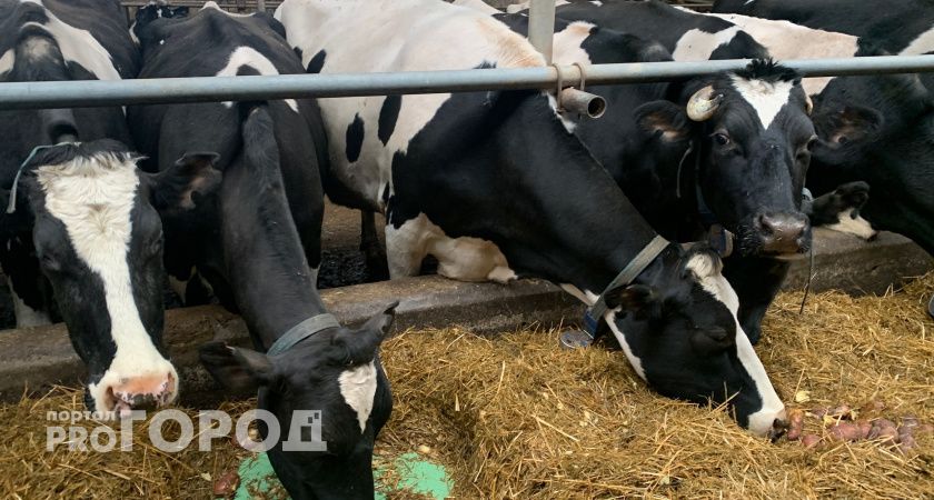 Вологодские аграрии получат свыше полутора миллиона рублей на внедрение инноваций