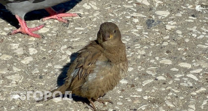 Вологжане могут помочь учёным спасти исчезающий вид 