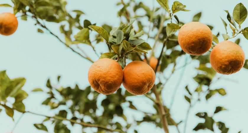 Лучше они сгниют на ветке - собственник сада мандаринов в Абхазии рассказал, почему качественные плоды не доезжают в Россию