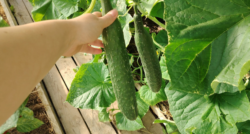 Уксус - лучший помощник огурцам в августе: плоды не желтеют, листья остаются зелеными - урожай собираем до сентября