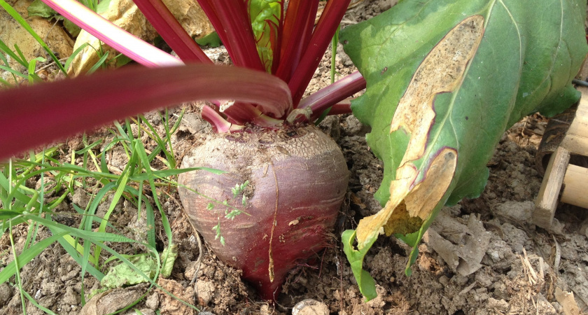 2 любимые подкормки в августе для свеклы - будет размером с дыню и слаще мёда. Никакие популярные подкормки свекле не нужны