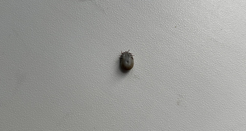 В Вологодской области зарегистрировано более 15 тысяч укусов клещей