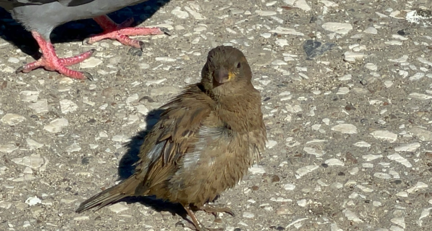 Жителей Вологодской области приглашают считать воробьев