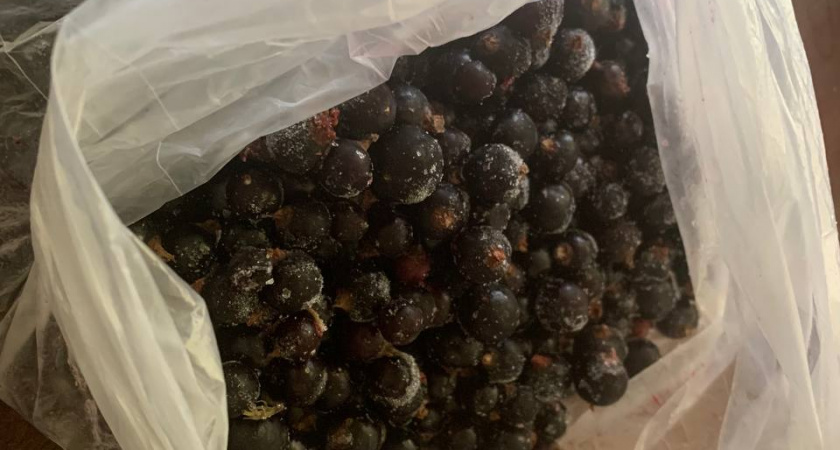 Почему замороженные ягоды иногда полезнее свежих: запомните раз и навсегда