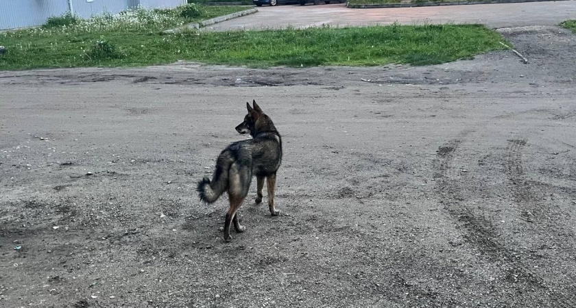 Хозяйка лайки заплатит 50 тысяч за нападение на ребенка в Вологодской области