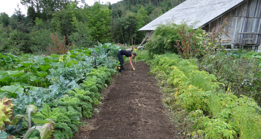 Прополка больше не нужна: этот отвар справится с сорняками лучше любого гербицида — метод предложила опытный агроном Давыдова