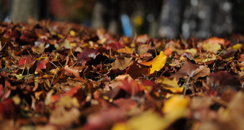 Я запасаю мешками опавшую листву. Рассказываю, как можно превратить ее в ценное удобрение