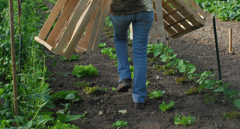 Подготавливаю почву для осенней посадки клубники: 4 ключевых шага в августе