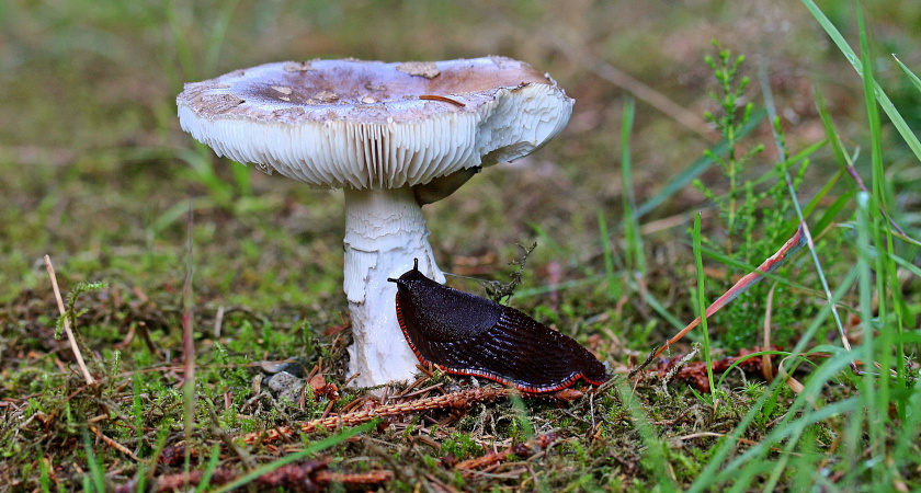 Слизней как не бывало: нашла советский трюк - вредители исчезли с участка до заката