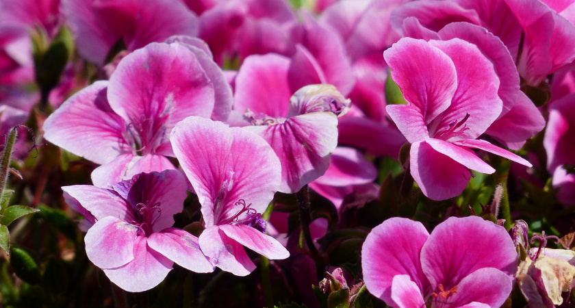 Крошку в горшок — и герань как подменили: листва не желтеет, а бутоны появляются даже на молодых черенках