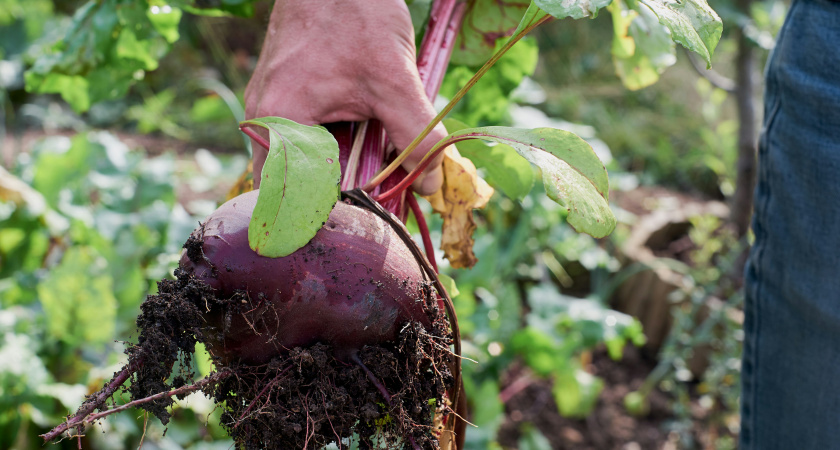 2 любимые подкормки в августе для свеклы - будет размером с дыню и слаще мёда. И какие популярные подкормки свекле не нужны