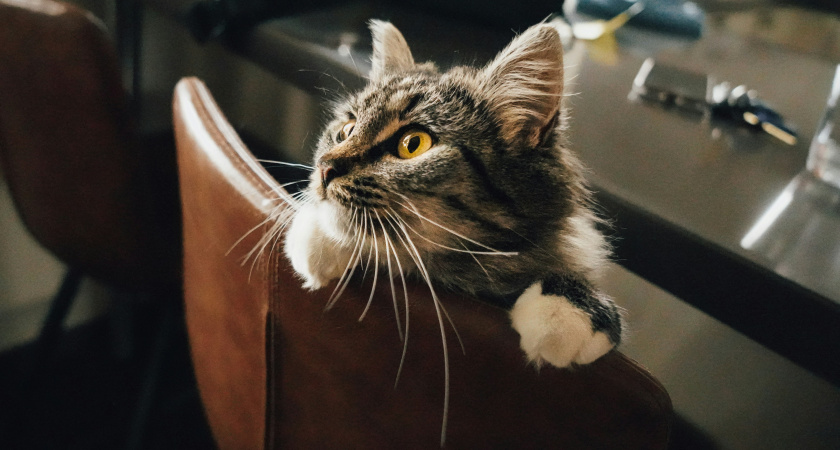 Какое животное является самым тихим: его практически невозможно услышать