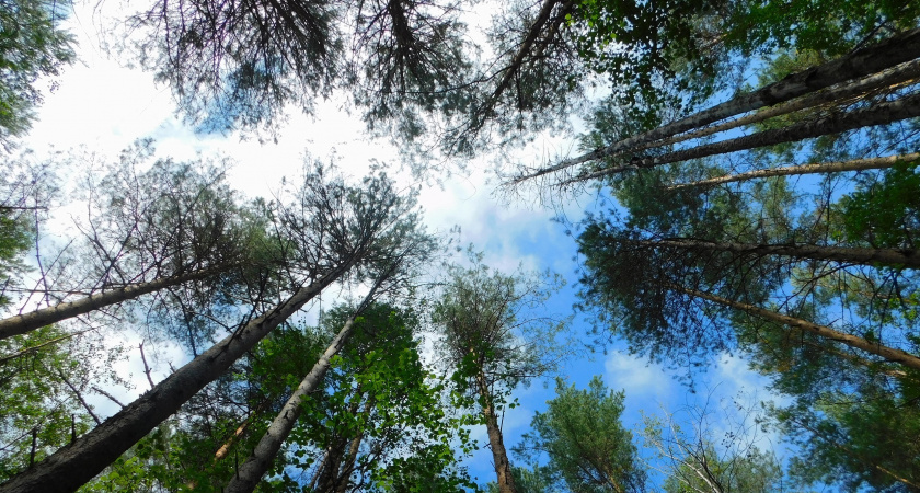 Вологодская область увеличила экспорт леса в Индию на 17 процентов