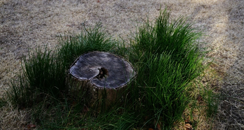 Как убрать пень с участка за 3 минуты - не нужно ждать год и использовать селитру. По технологии Циолковского