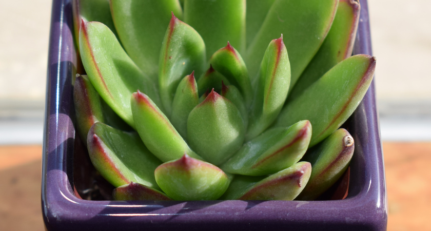 Будет мощной как баобаб: регулярно подкармливайте толстянку овощным отваром – совет опытного агронома