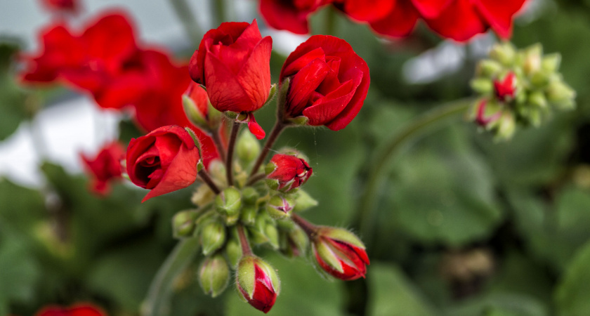 Даже чахлая герань буйно зацветет: спасет 1 стакан оранжевой воды –  простое и бесплатное средство