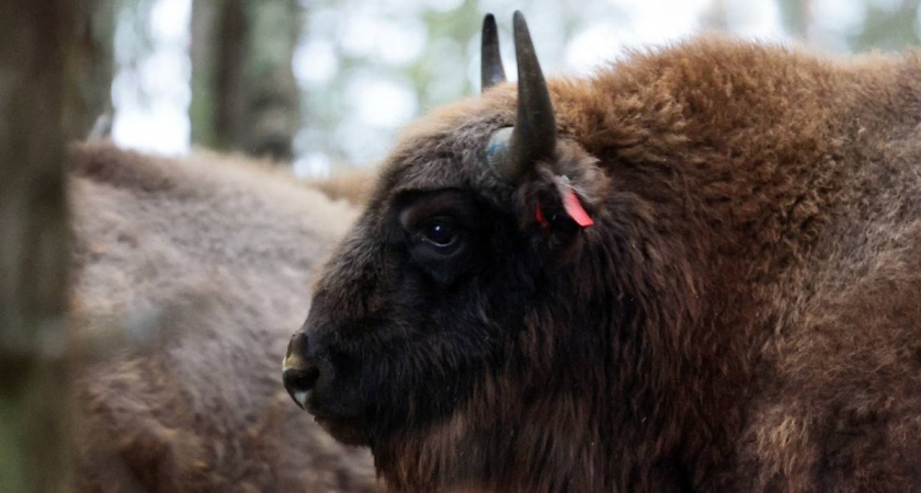 В Вологодской области зубры обеспечены рекордным запасом сена на зиму