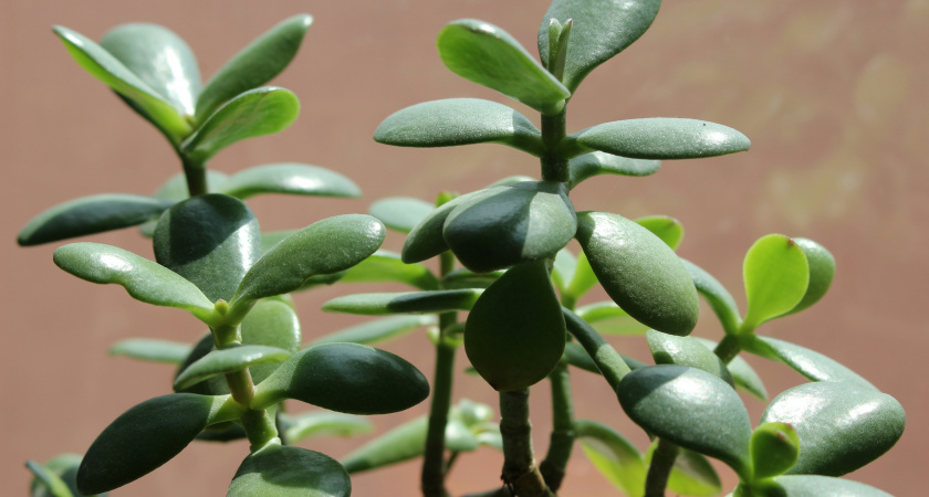 Дубы усохнут от зависти: подкормите толстянку этим стимулятором роста – потрясающее средство