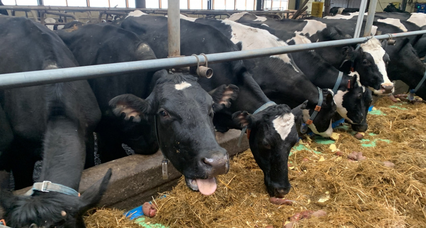 В Вологодской области фермерским хозяйствам компенсируют миллионы на развитие